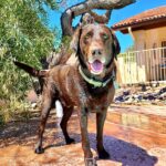 Shower curtain photo review